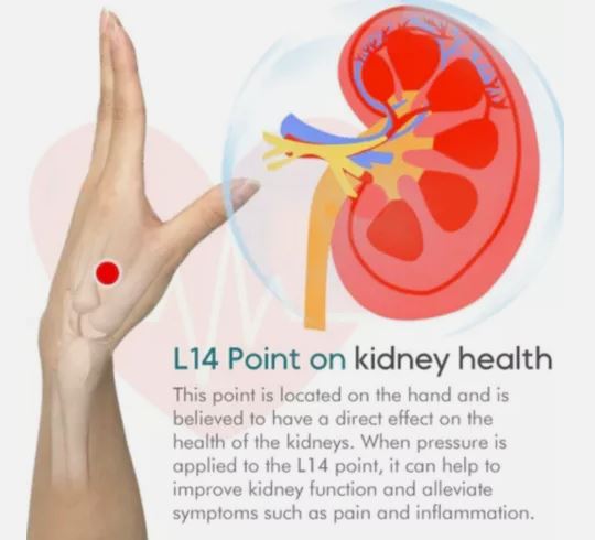 Sugar Control Acupressure Clip